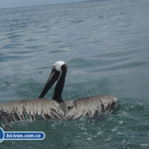 Bicivan Tour Kayak Mar Bahia Malaga Juanchaco Ladrilleros Pacifico Colombia